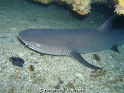 White Tip by Hansruedi Wuersten 